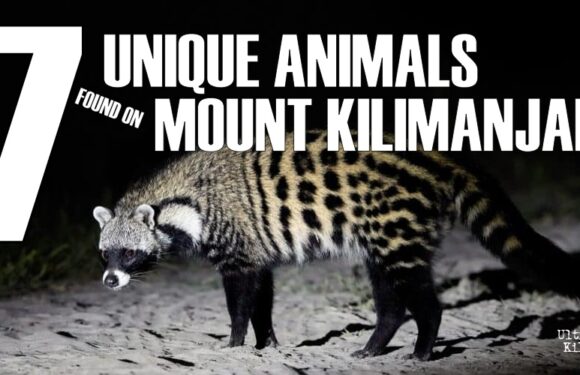 7 Unique Animals Found on Mount Kilimanjaro