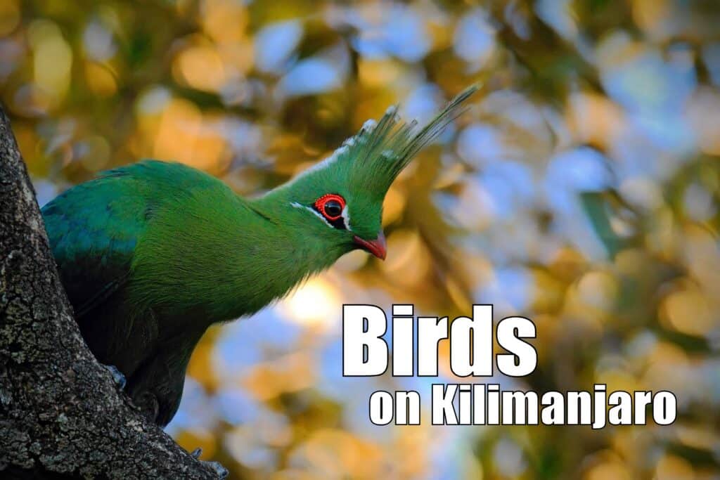 kilimanjaro-birds