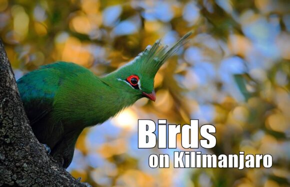 What Birds Can I See While Climbing Mount Kilimanjaro?