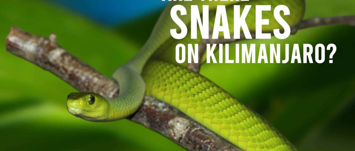 kilimanjaro-snakes
