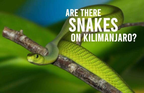YIKES! Are there Snakes on Kilimanjaro?