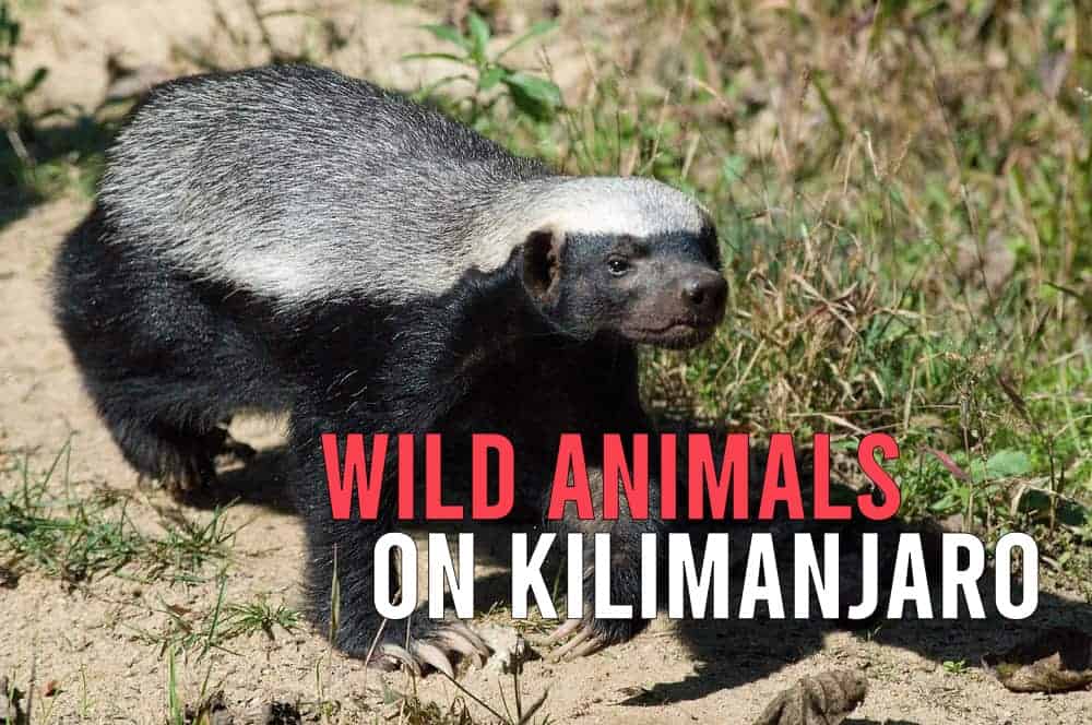 What Wild Animals Will I See Climbing Kilimanjaro? | Ultimate Kilimanjaro