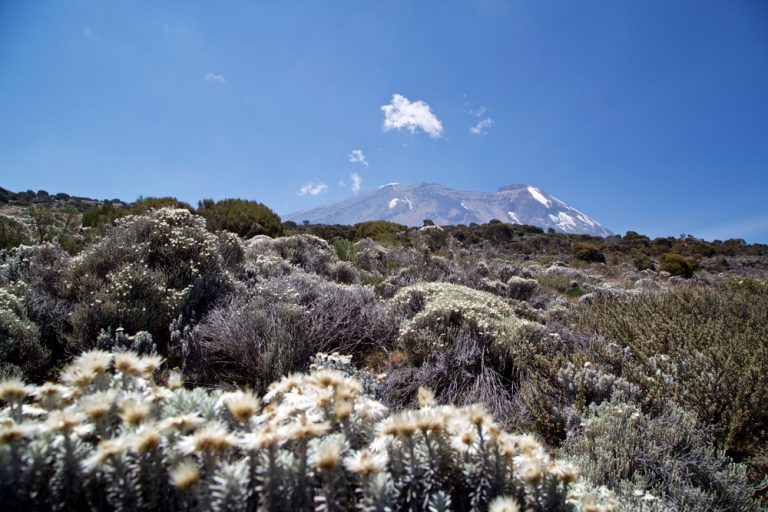 What Plants and Trees Will I See on Mount Kilimanjaro? Ultimate