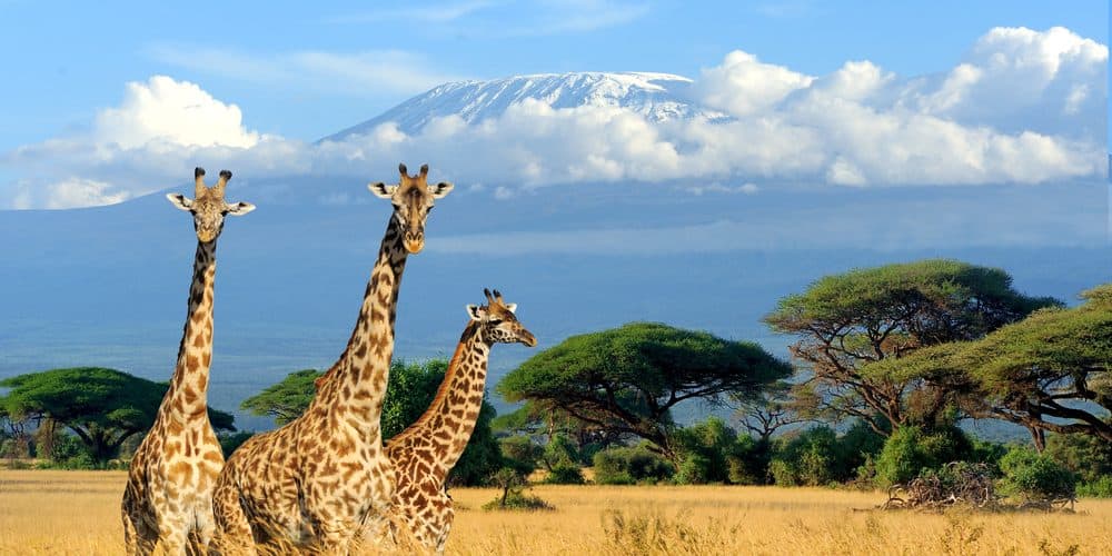 Can Kilimanjaro Be Seen From the Serengeti?