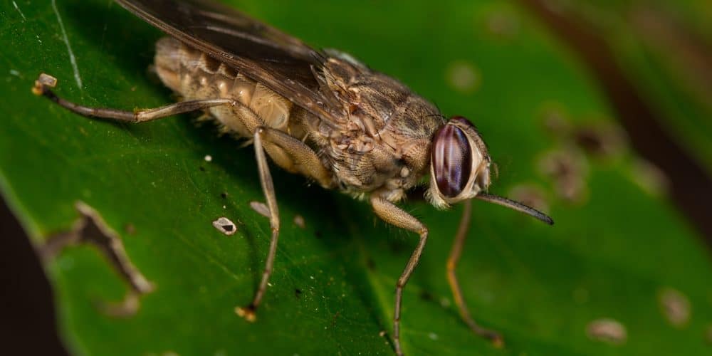 What Are Heck Are Tsetse Flies (and Are They Dangerous)?