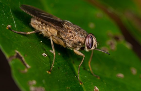What Are Heck Are Tsetse Flies (and Are They Dangerous)?
