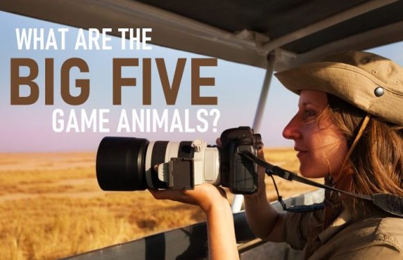 What are the “Big Five” Game Animals?