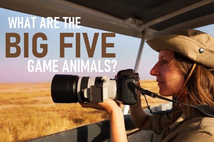 What are the “Big Five” Game Animals?