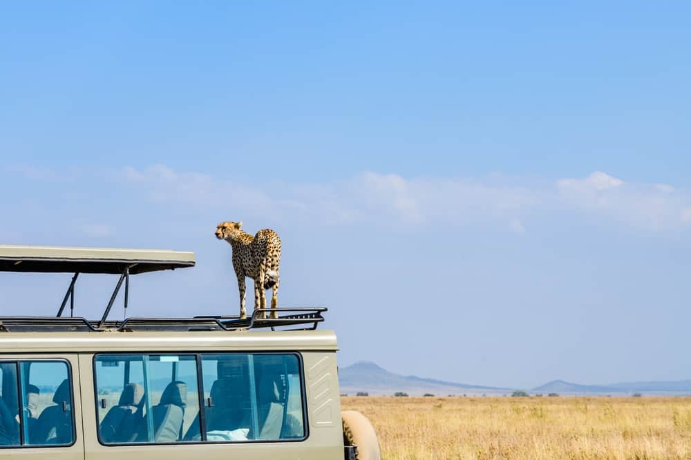 do animals ever attack safari vehicles