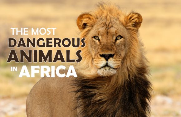 What are the Most Dangerous Animals in Africa? (Are Safaris Safe?)