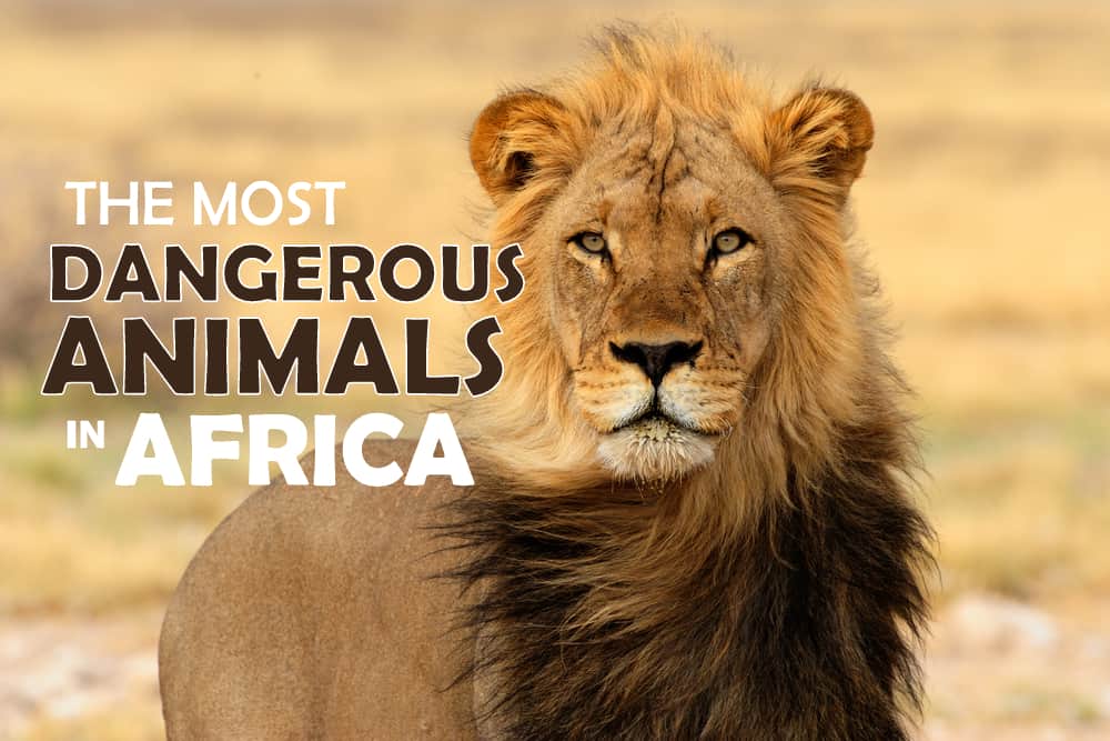 What are the Most Dangerous Animals in Africa? (Are Safaris Safe?) |  Ultimate Kilimanjaro