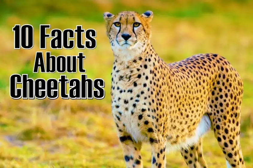 1 000 FACTS ABOUT CHEETAHS visual data 7