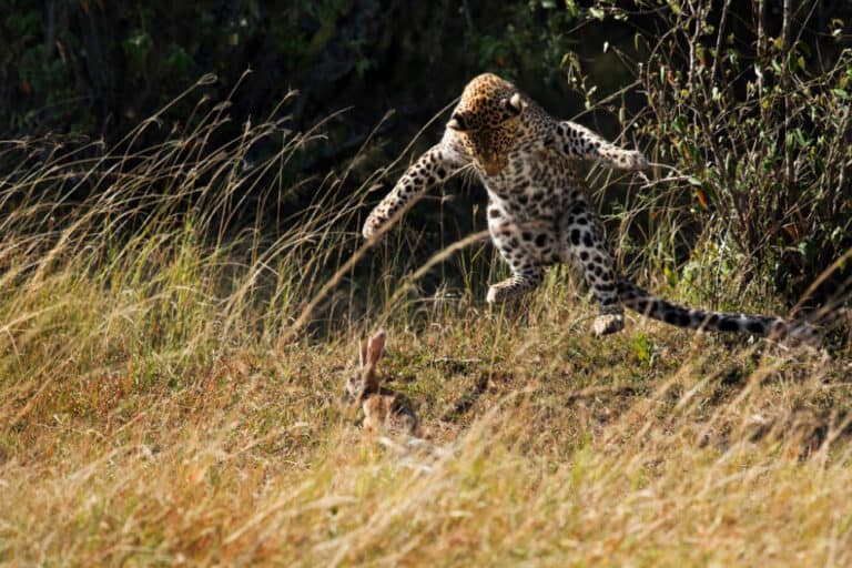 10 Interesting Facts About Leopards Ultimate Kilimanjaro