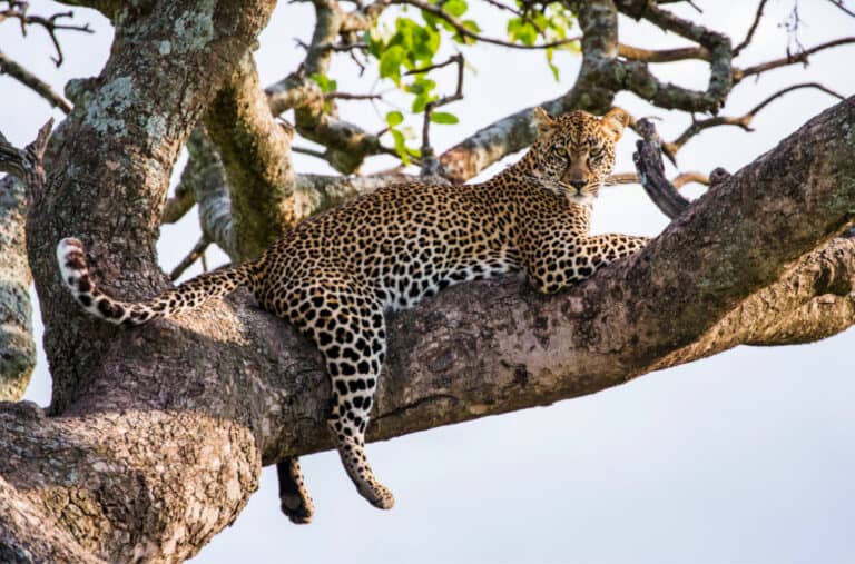 10 Interesting Facts About Leopards | Ultimate Kilimanjaro