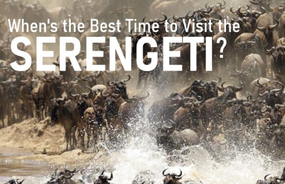 What’s the Best Time to Visit the Serengeti?