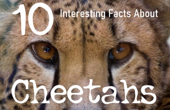10 Interesting Facts About Cheetahs