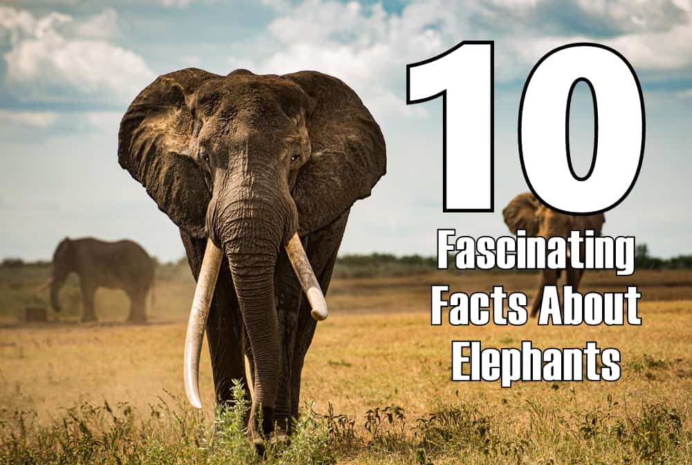 12 Incredible Facts About Elephants