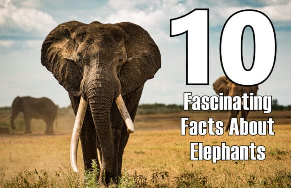 10 Fascinating Facts About Elephants