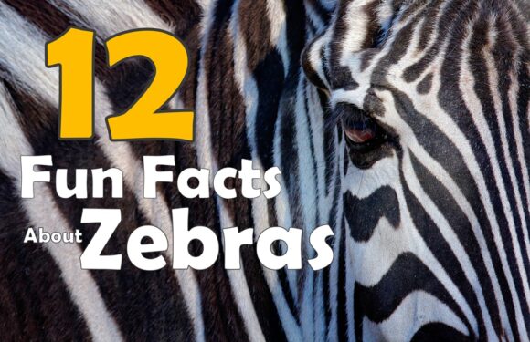 12 Fun Facts About Zebras: Striped Wonders of the Savannah