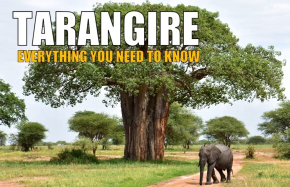 Tarangire National Park: Everything You Need to Know