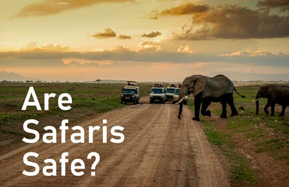 Why Animals Don’t Attack Safari Vehicles