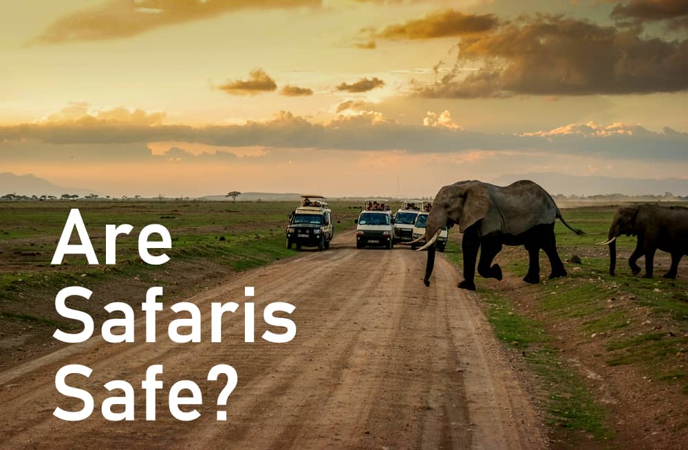 do animals ever attack safari vehicles