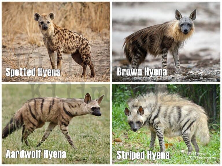 What Are The Four Types Of Hyenas RERLCT