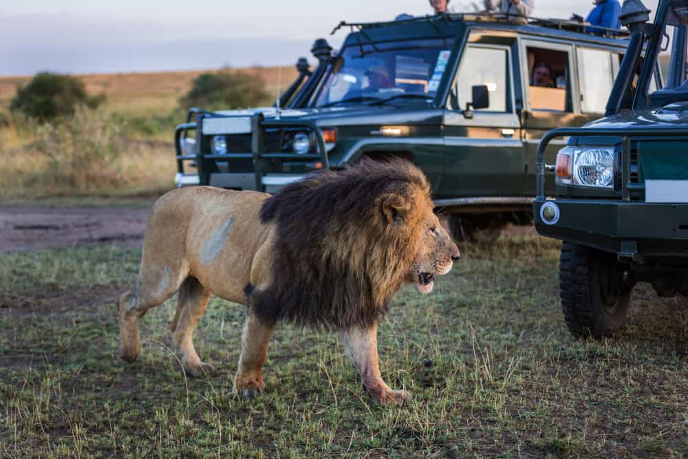 why animals don't attack safari