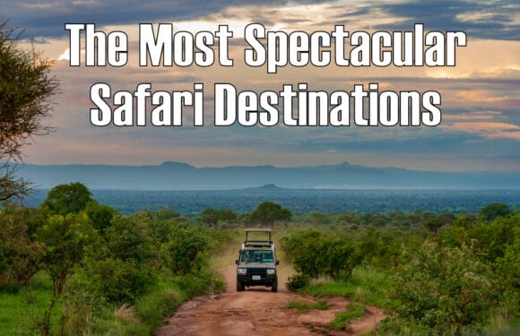 The Top 10 Safari Destinations in Africa