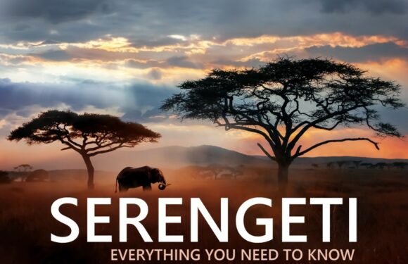 The Serengeti: Everything You Need to Know