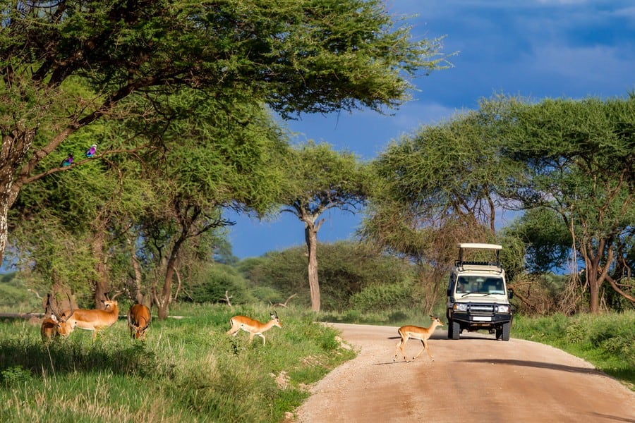 safari en tarangire