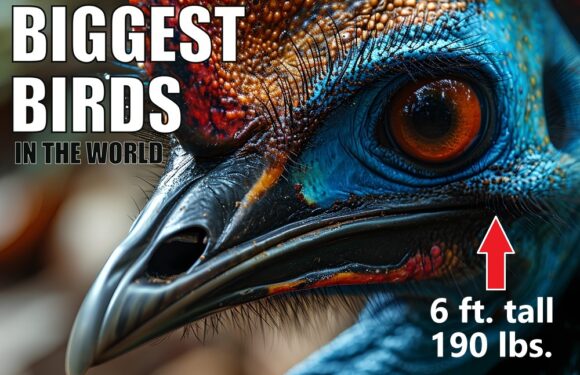 The 25 Biggest Birds in the World (Why So Large?)