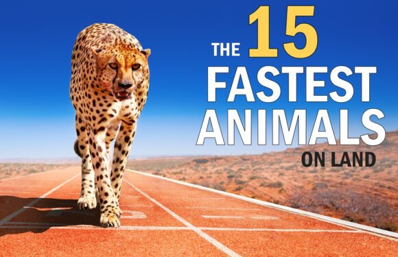 The 15 Fastest Animals in the World (on Land)