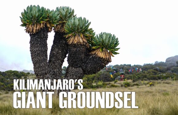Giant Groundsel – The Most Unique Plant on Mount Kilimanjaro