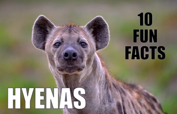 10 Fun Facts About Hyenas