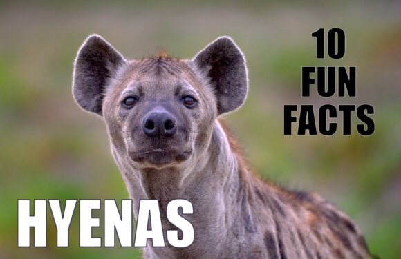 12 Fun Facts About Giraffes | Ultimate Kilimanjaro