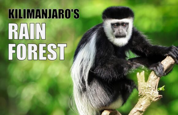 The Rainforest Zone of Kilimanjaro – What’s it Like?