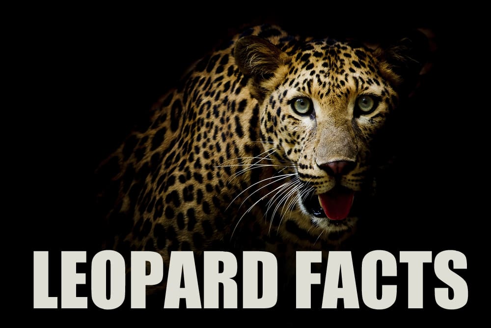 10 Interesting Facts About Leopards