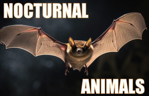 Nocturnal Animals: Why They Exist, What Adaptations They Have & Species List