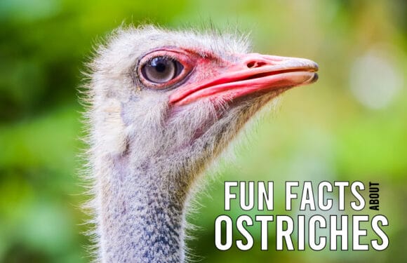 10 Fun Facts About Ostriches – Swift Runners of the Plains