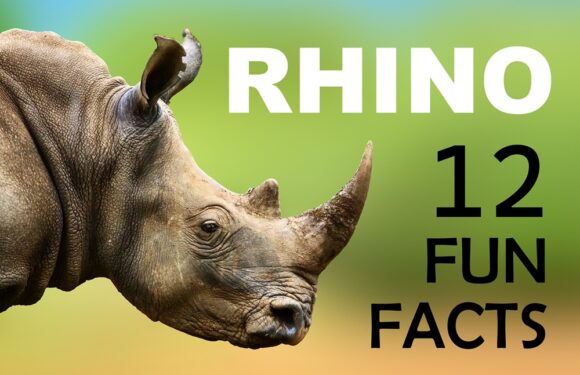 12 Fun Facts About Rhinos