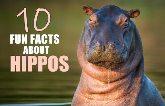 10 Fun Facts About Hippos – Africa’s River Horses