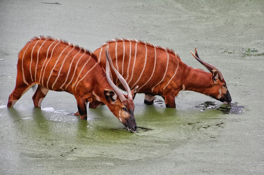 safari animals with long horns