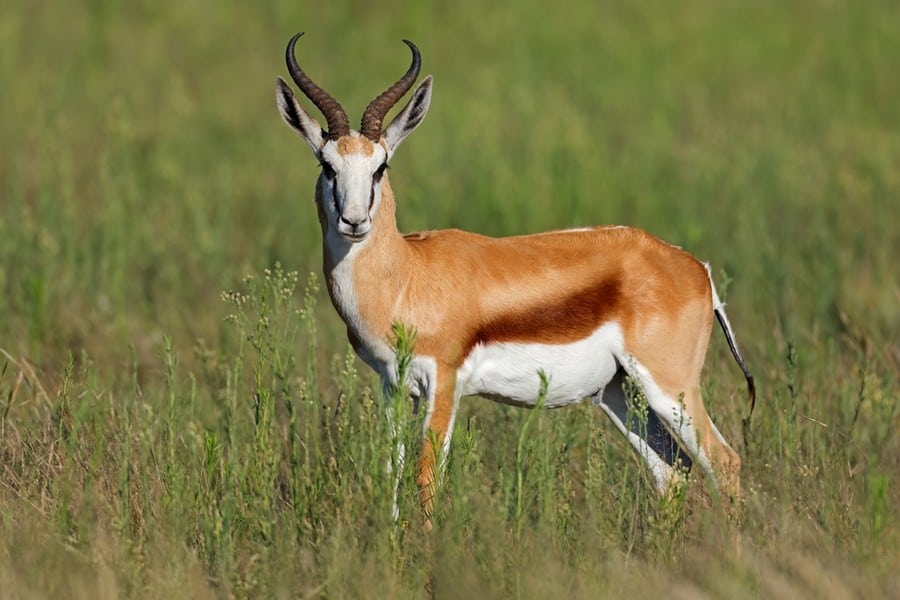 safari animals with long horns