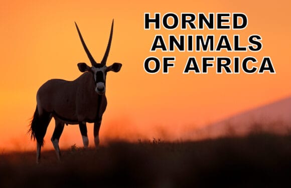 Horned Animals of Africa (Complete List)