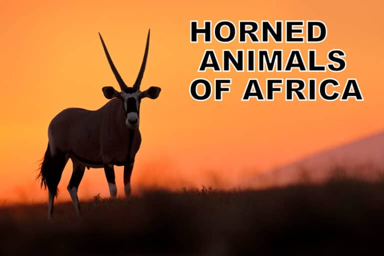 Horned Animals of Africa List) Ultimate Kilimanjaro