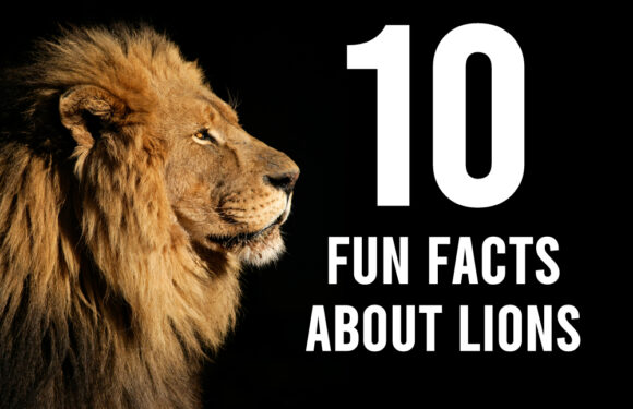 10 Fun Facts About Lions