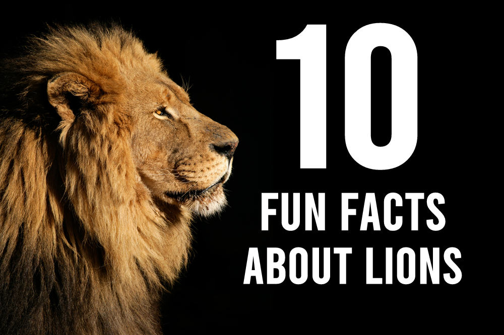 10 Fun Facts About Lions | Ultimate Kilimanjaro