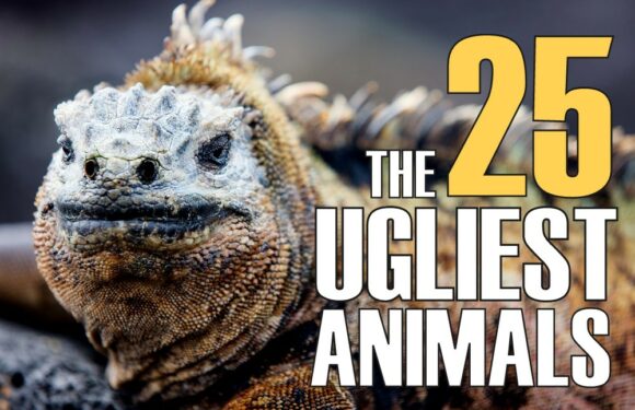 The 25 Ugliest Animals on Earth (With Photos)