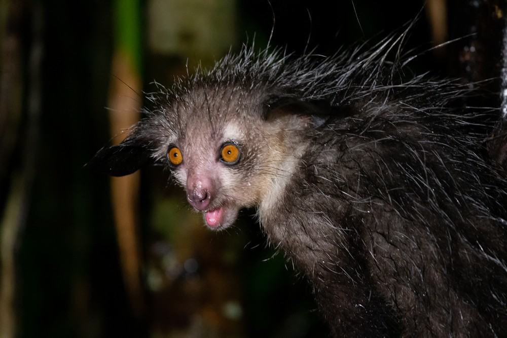 Ugliest Animals In The World 10 Ugliest Animals On The Planet Page